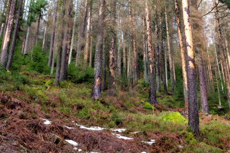 Black Forest National Park Baiersbronn 2020-03-11 51