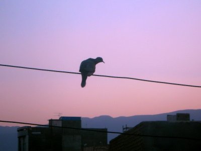 Bird on power cable - veiw of Nishapur at Twilight 1