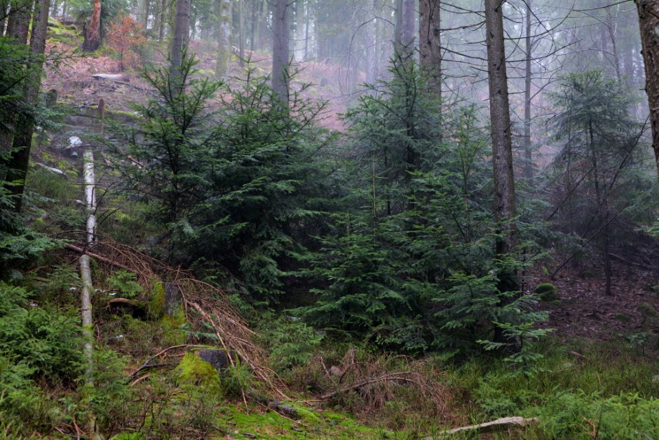 Black Forest at north of Obertal Baiersbronn 2020-03-11 28