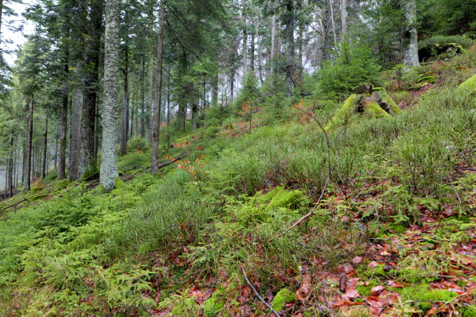 Black Forest at north of Obertal Baiersbronn 2020-03-11 35