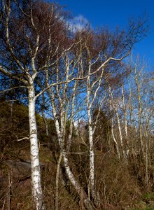 Birches in Norrkila photo