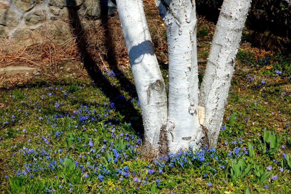 Birch and scilla - Arlington, MA - DSC09865