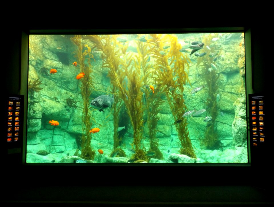 Birch aquarium kelp tank