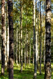 Birches in a pasture in Gullmarsskogen 2 photo