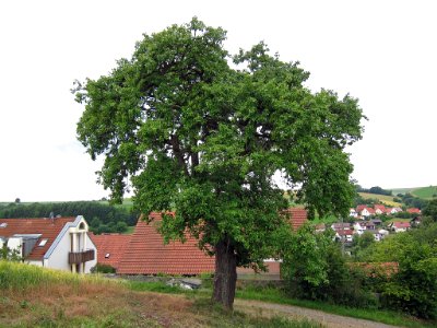 Birne Schonungen, 2