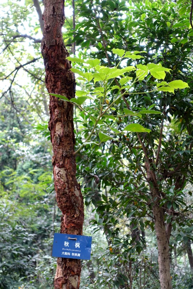 Bischofia javanica - Chengdu Botanical Garden - Chengdu, China - DSC03530