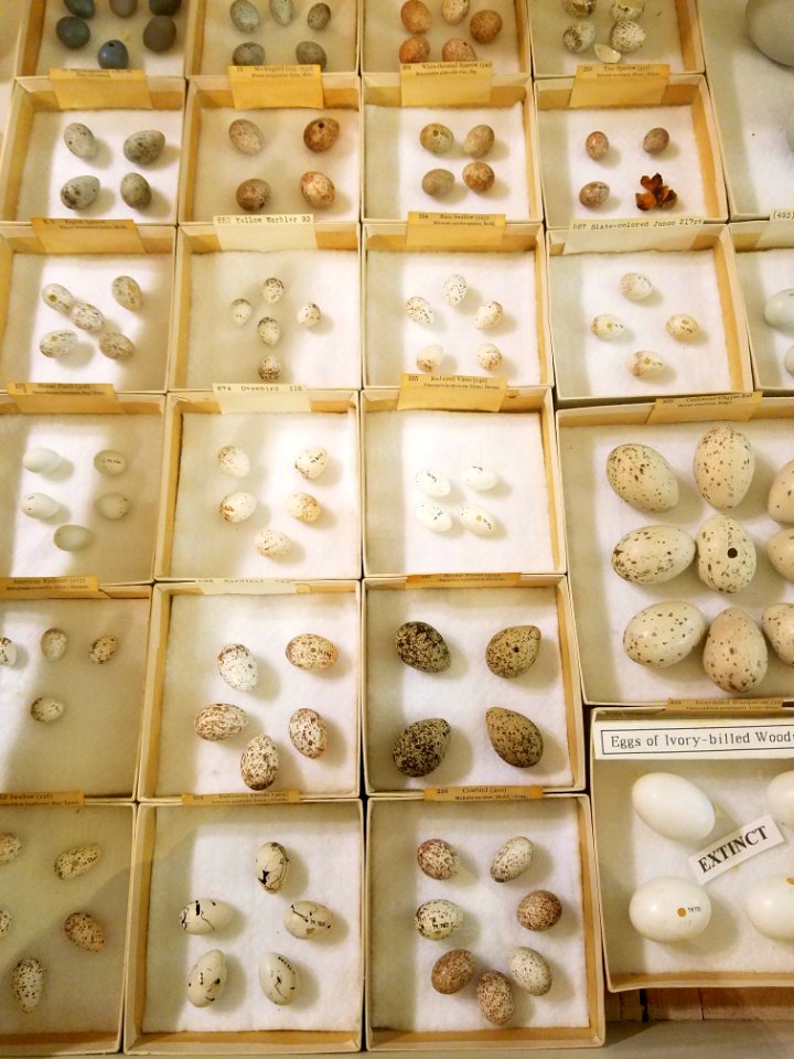Bird's eggs - Pember Library and Museum - Granville, New York - 20180224 142219