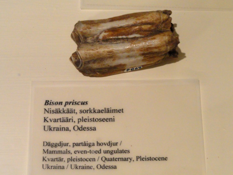 Bison priscus - Fossils in the Arppeanum - DSC05520