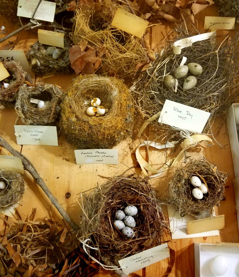 Bird's eggs and nests - Pember Library and Museum - Granville, New York - 20180224 142208