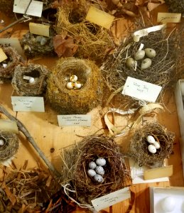 Bird's eggs and nests - Pember Library and Museum - Granville, New York - 20180224 142208