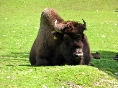 Bison-bison-athabascae-1