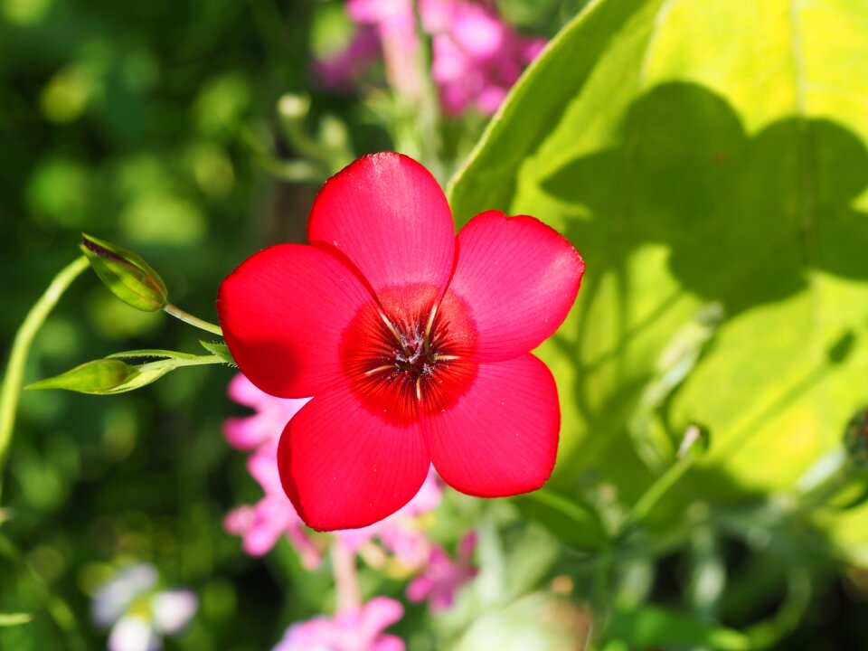 Meadow bloom pointed flower