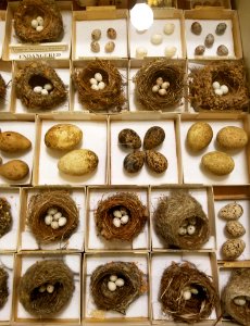 Bird's eggs and nests - Pember Library and Museum - Granville, New York - 20180224 142150