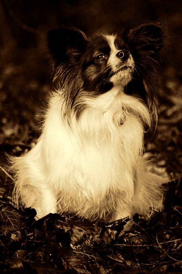 Small dog papillion retro look