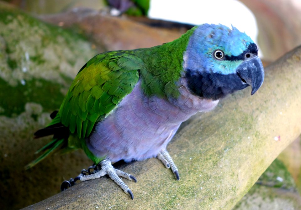 Bird - Aviary, Tazishan Park - Chengdu, China - DSC03030