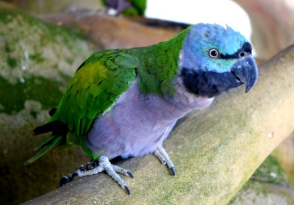 Bird - Aviary, Tazishan Park - Chengdu, China - DSC03030