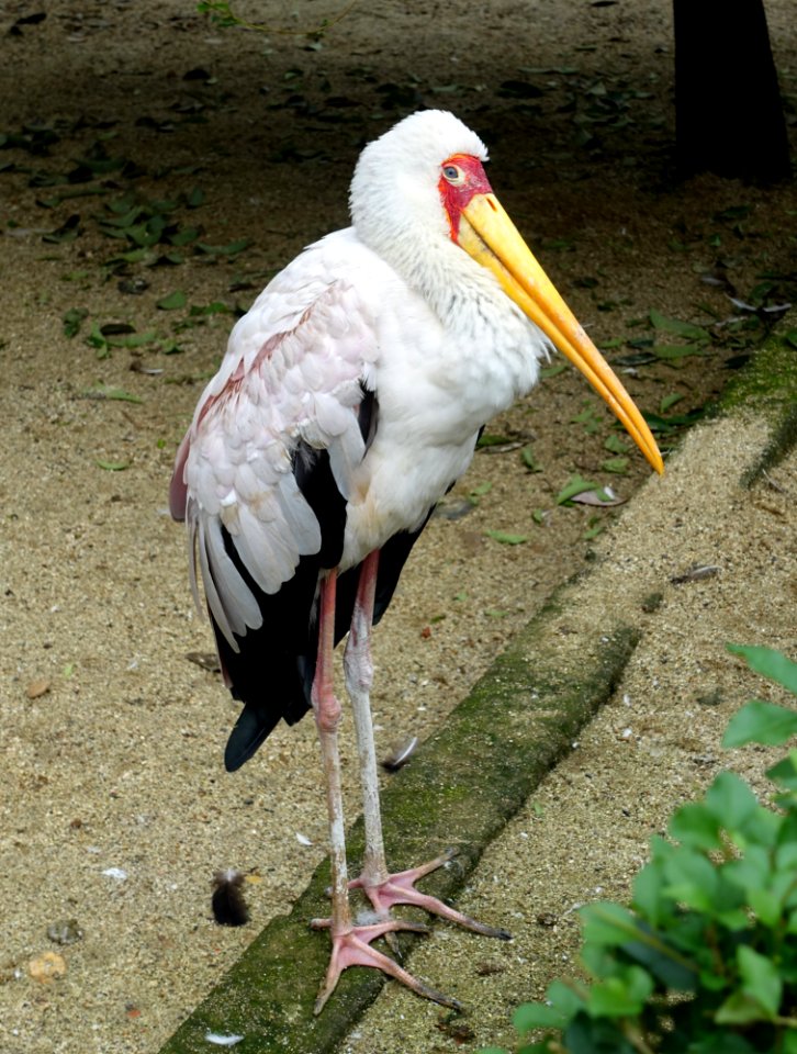 Bird - Aviary, Tazishan Park - Chengdu, China - DSC03119