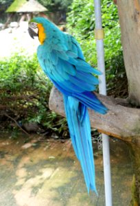 Bird - Aviary, Tazishan Park - Chengdu, China - DSC03146
