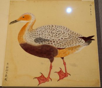 Bird 2, from Album of Birds, Waterbirds 2, compiled by Hotta Masa'atsu, Edo period, 1700s-1800s, color on paper - Tokyo National Museum - Ueno Park, Tokyo, Japan - DSC09033