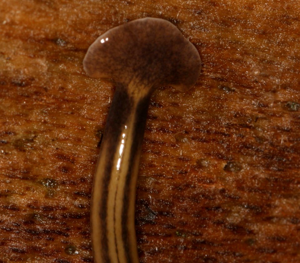 Bipalium kewense head