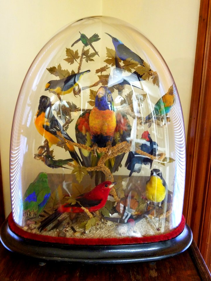 Bird dome - Pember Library and Museum - Granville, New York - 20180224 141639