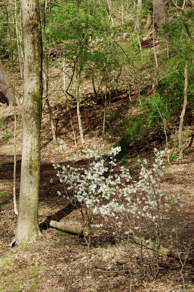 Bird Park trail, Mount Lebanon, 2021-04-11, 02