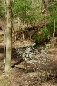 Bird Park trail, Mount Lebanon, 2021-04-11, 02