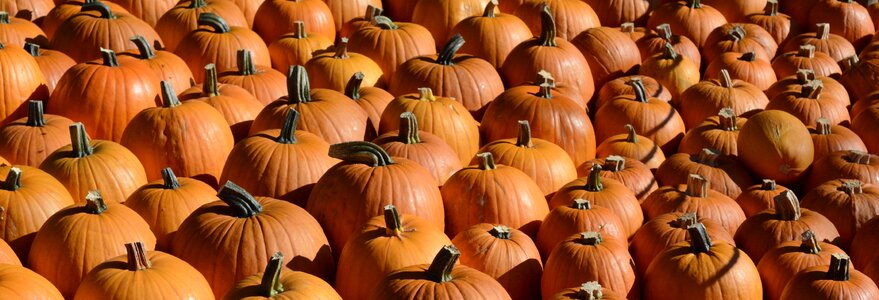 Decoration harvest halloween