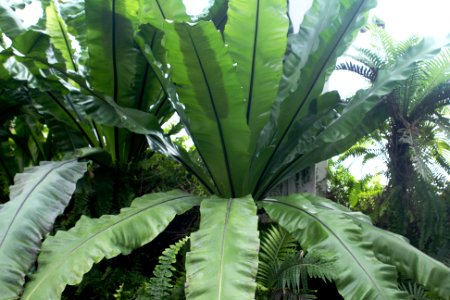 Bird nest fern in doors
