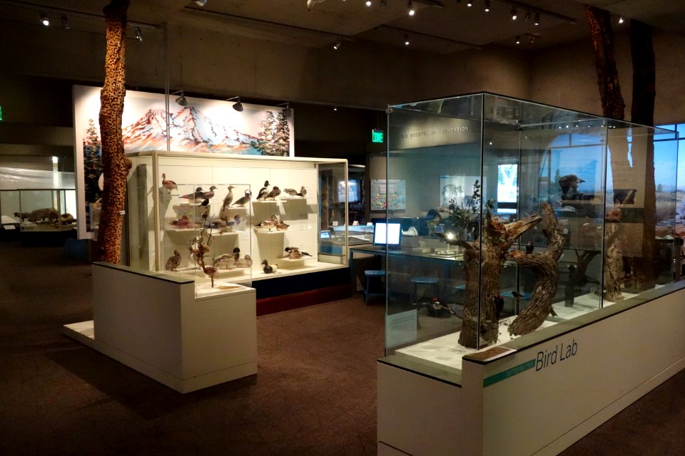 Bird exhibit - Oakland Museum of California - DSC05312