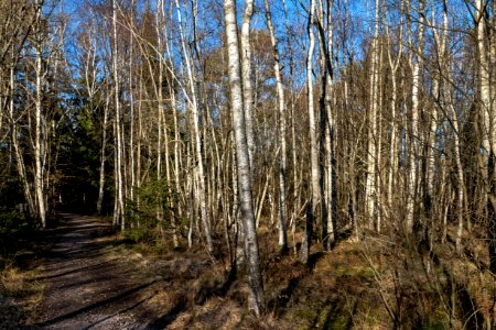 Birch grove at Myrstrigen photo