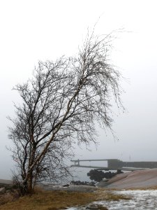 Birch in fog at Holländaröd 2 photo