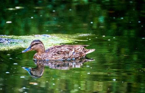 Bird Green (164844097) photo