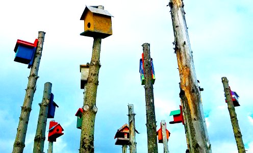 Bird Houses on Tall Poles