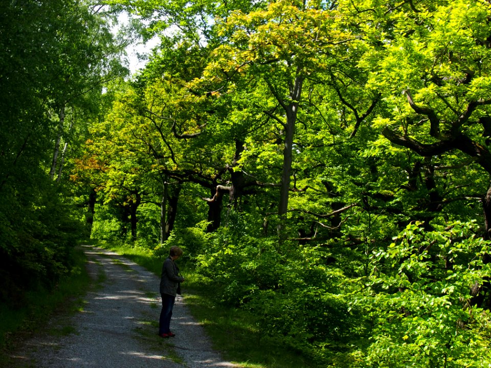 Birken-Eichenwald Blankenburg 1