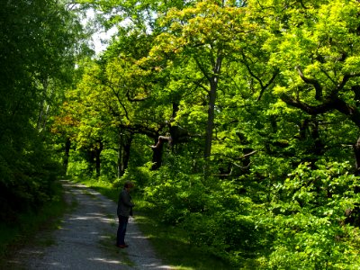 Birken-Eichenwald Blankenburg 1