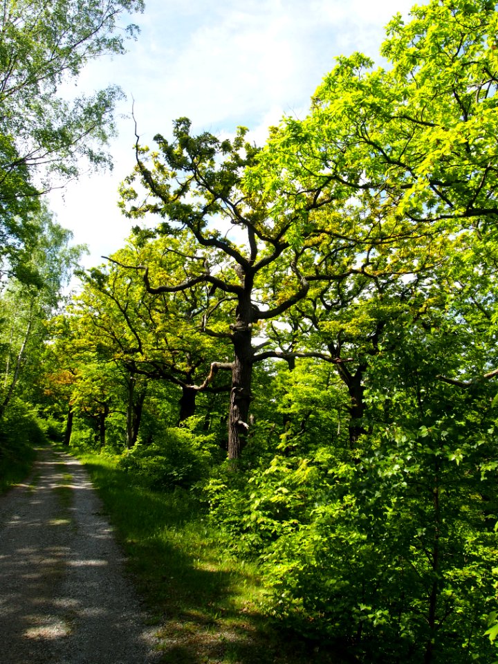Birken-Eichenwald Blankenburg 2