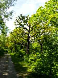 Birken-Eichenwald Blankenburg 2
