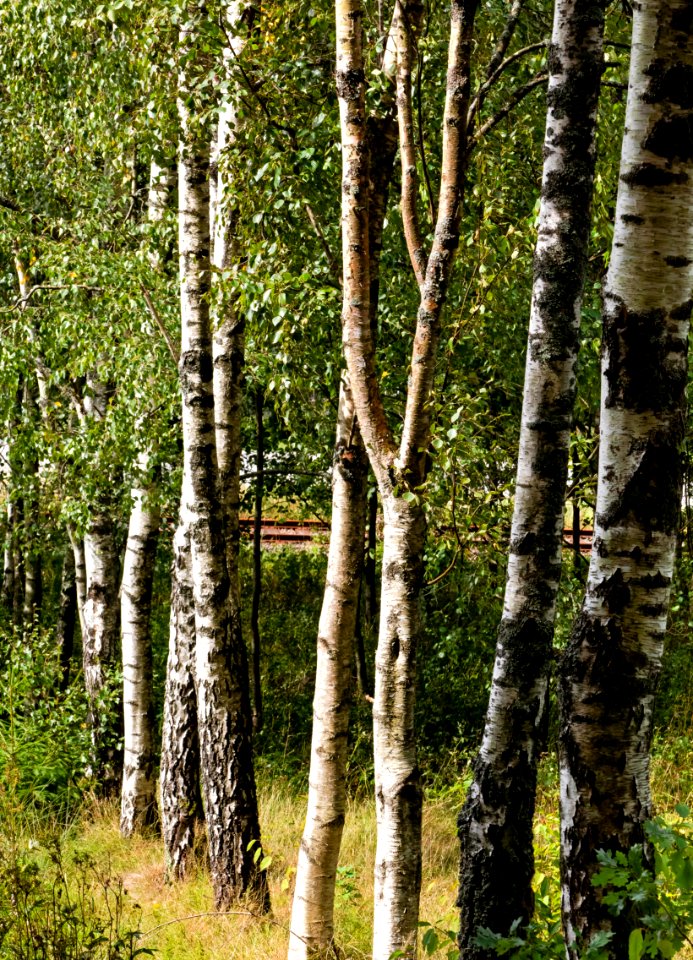 Birches in Grytan, Immestad