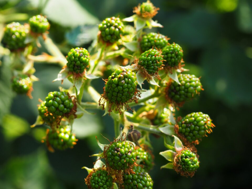 Fruits berries bush