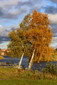 Birches Hietasaari Oulu 20180930