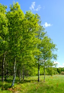 Birches by north Myrstigen track