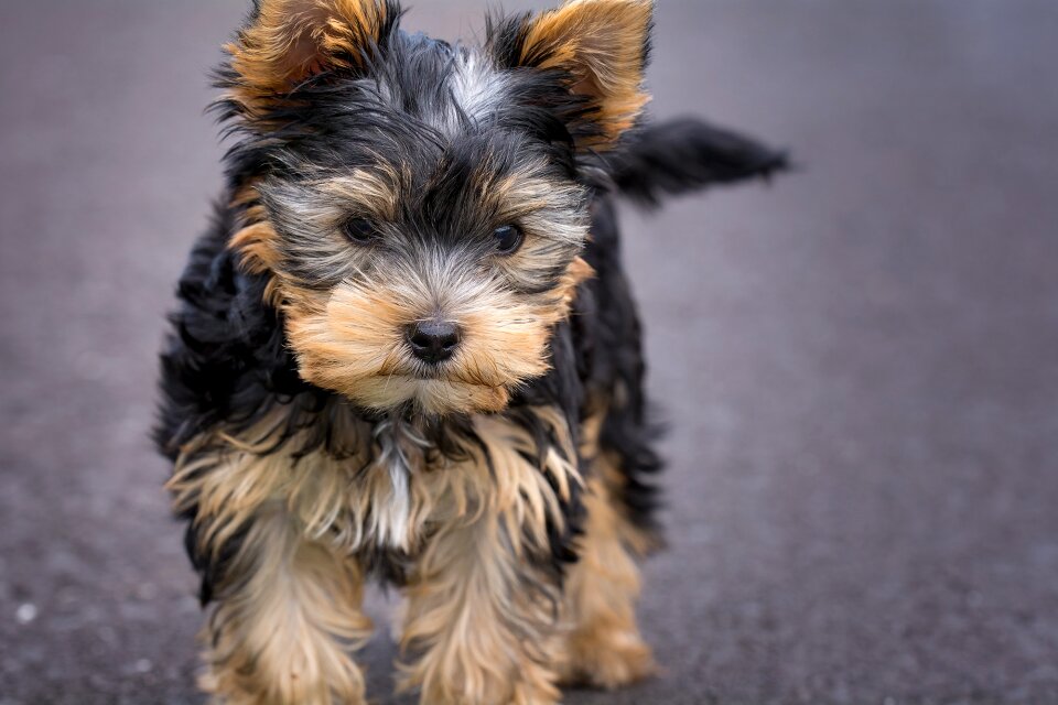 Yorkshire terrier puppy small dog purebred dog photo