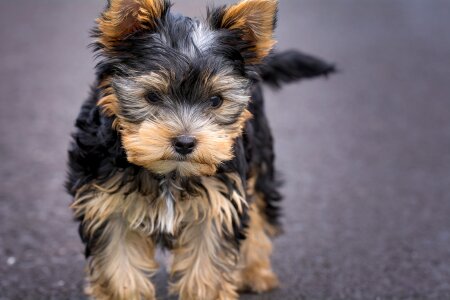 Yorkshire terrier puppy small dog purebred dog photo