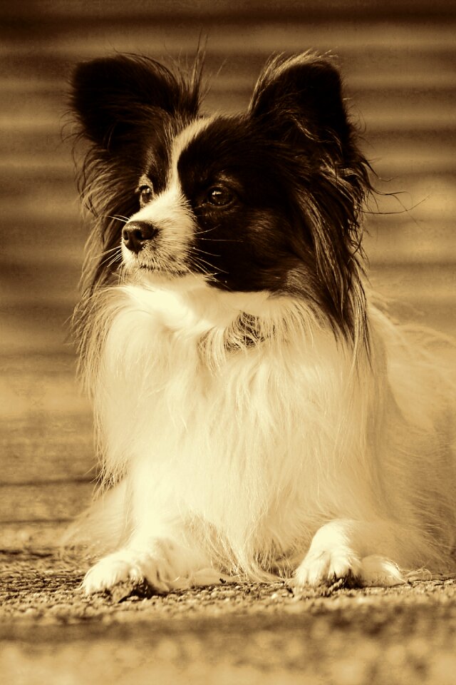 Small dog papillion retro look
