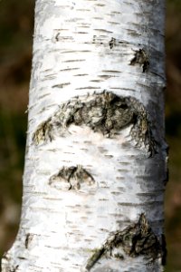 Birch trunk with bark in Norrkila photo