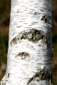 Birch trunk with bark in Norrkila