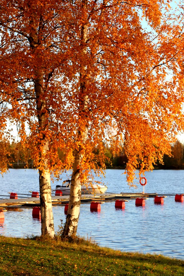 Birch Värtönranta Oulu 20191005