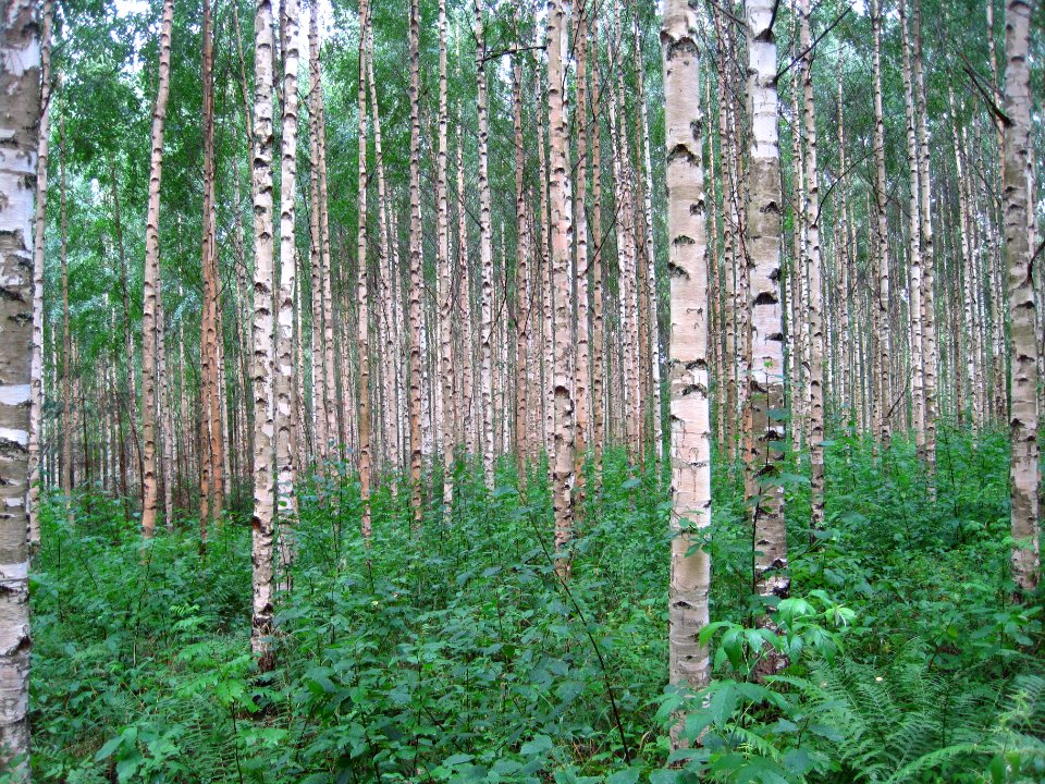 Birch trees in Finland