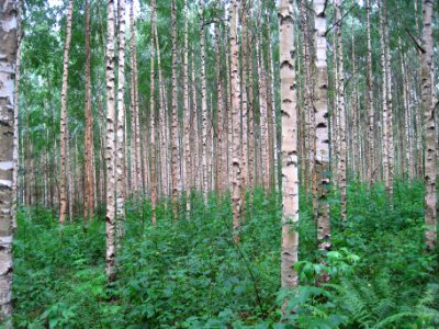 Birch trees in Finland